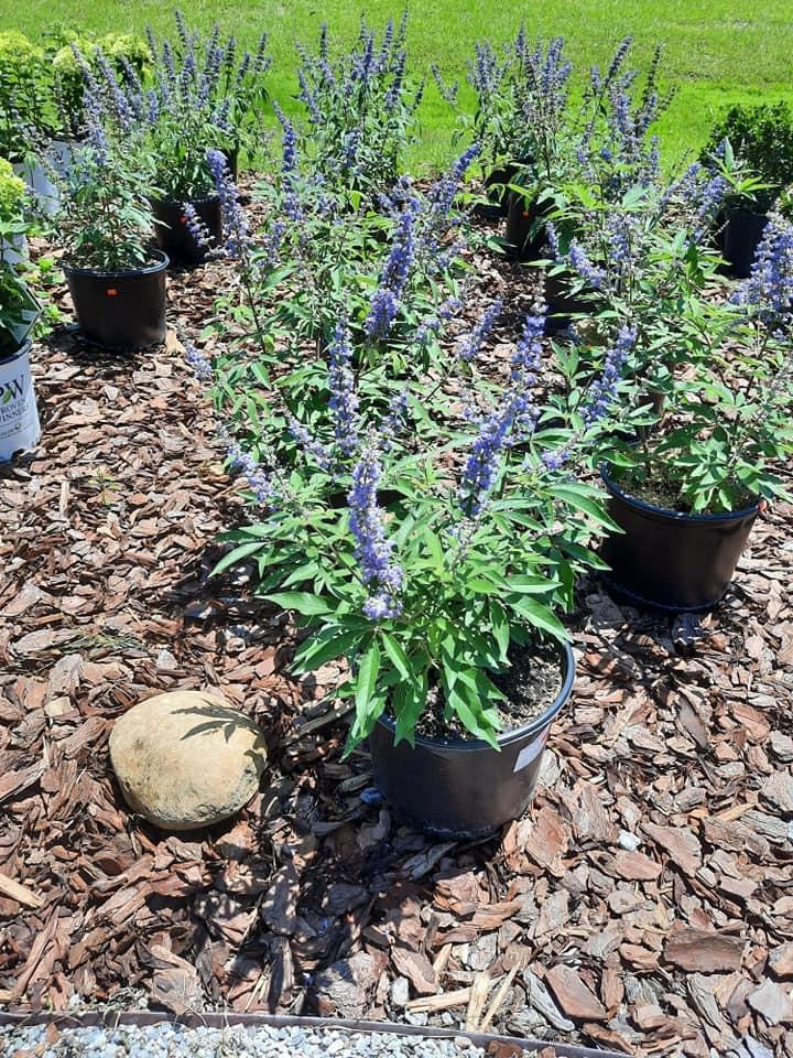 Chaste Tree ‘Vitex’