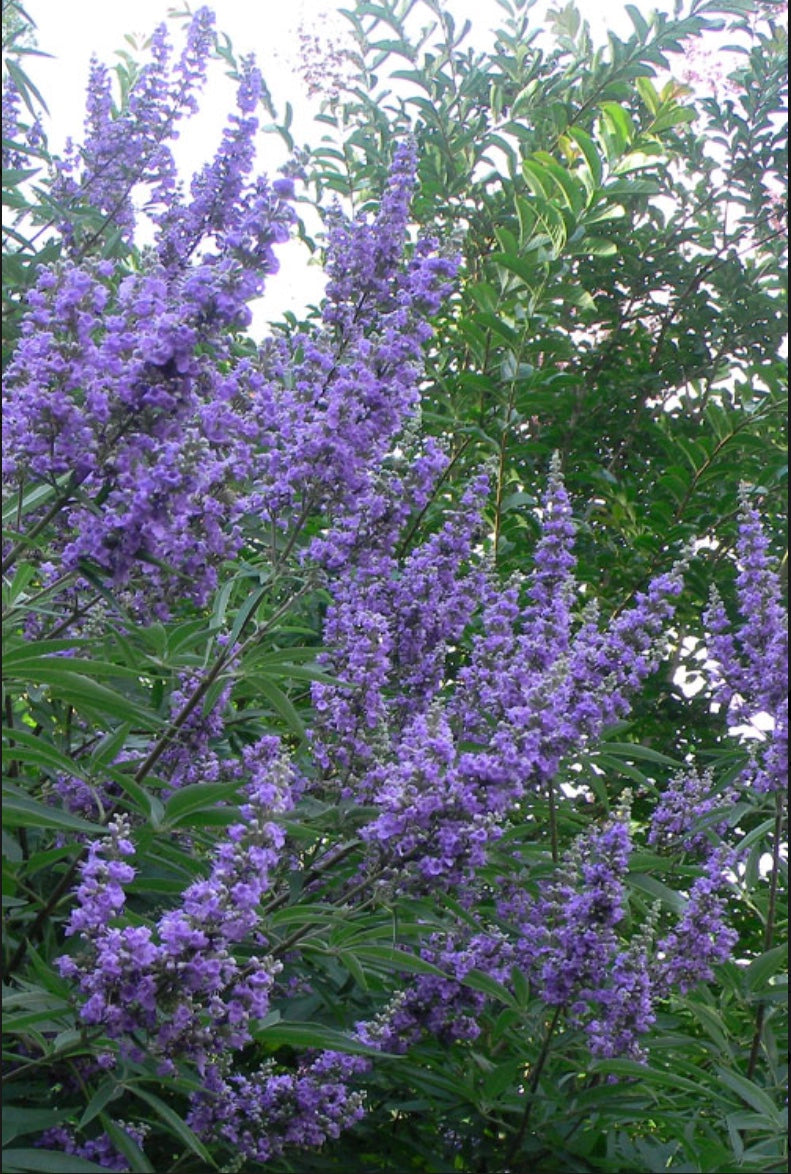 Chaste Tree ‘Vitex’