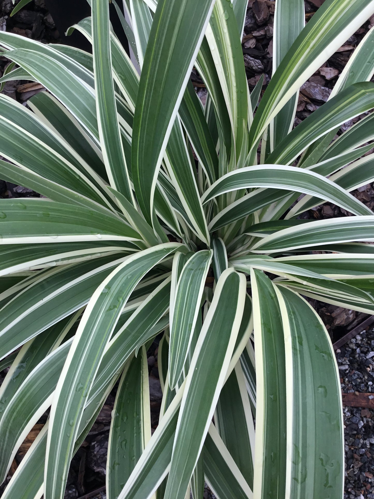 Dianella Flax Lily