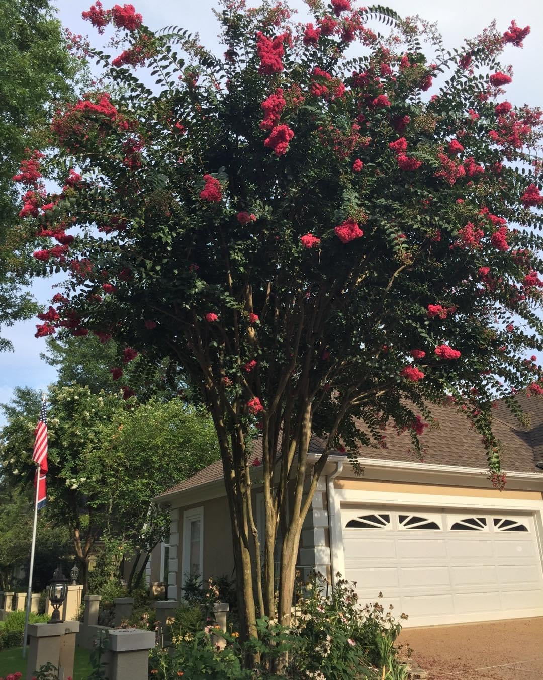 Crape Myrtle Trees