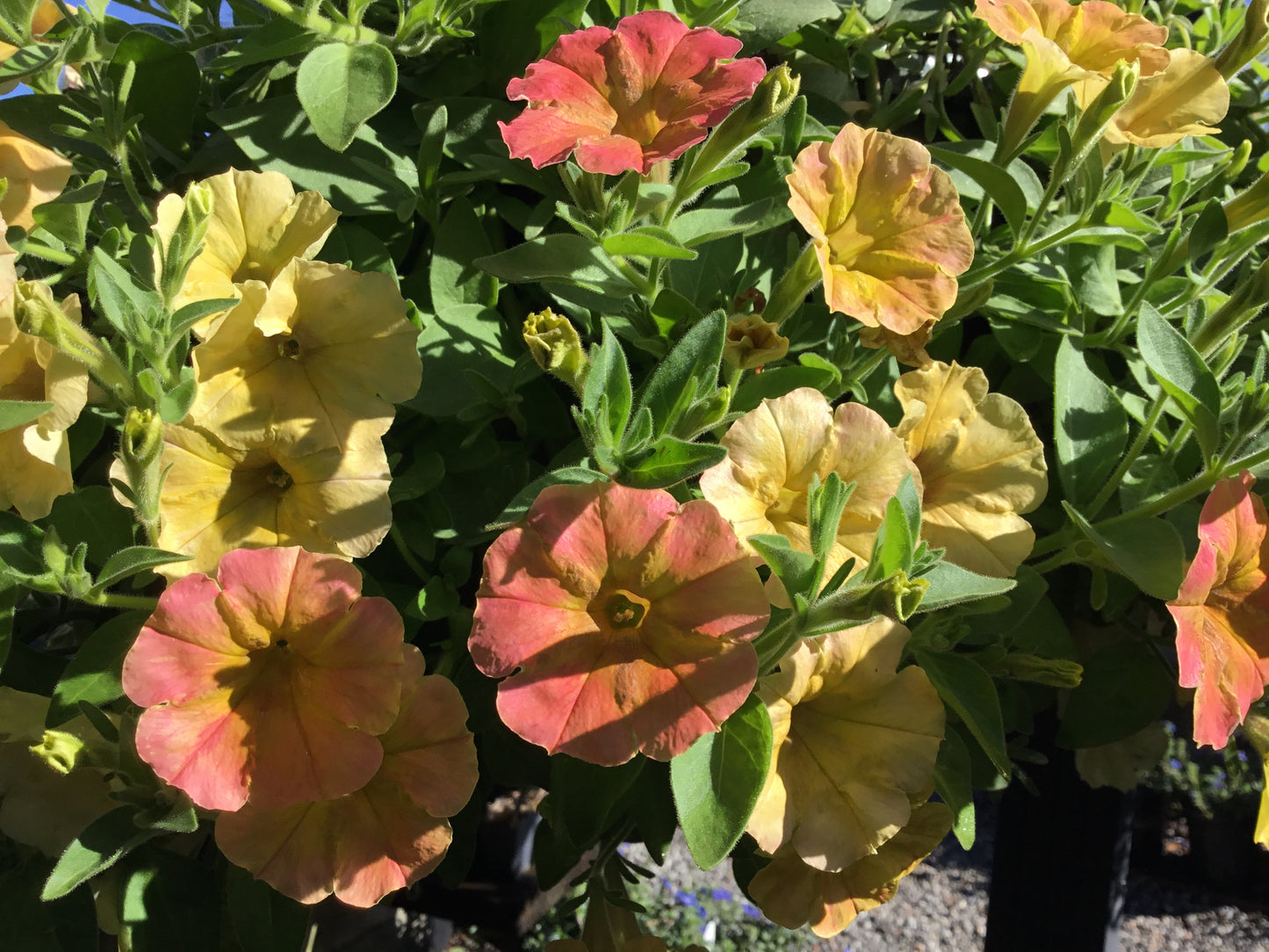 Petunias & Supertunia