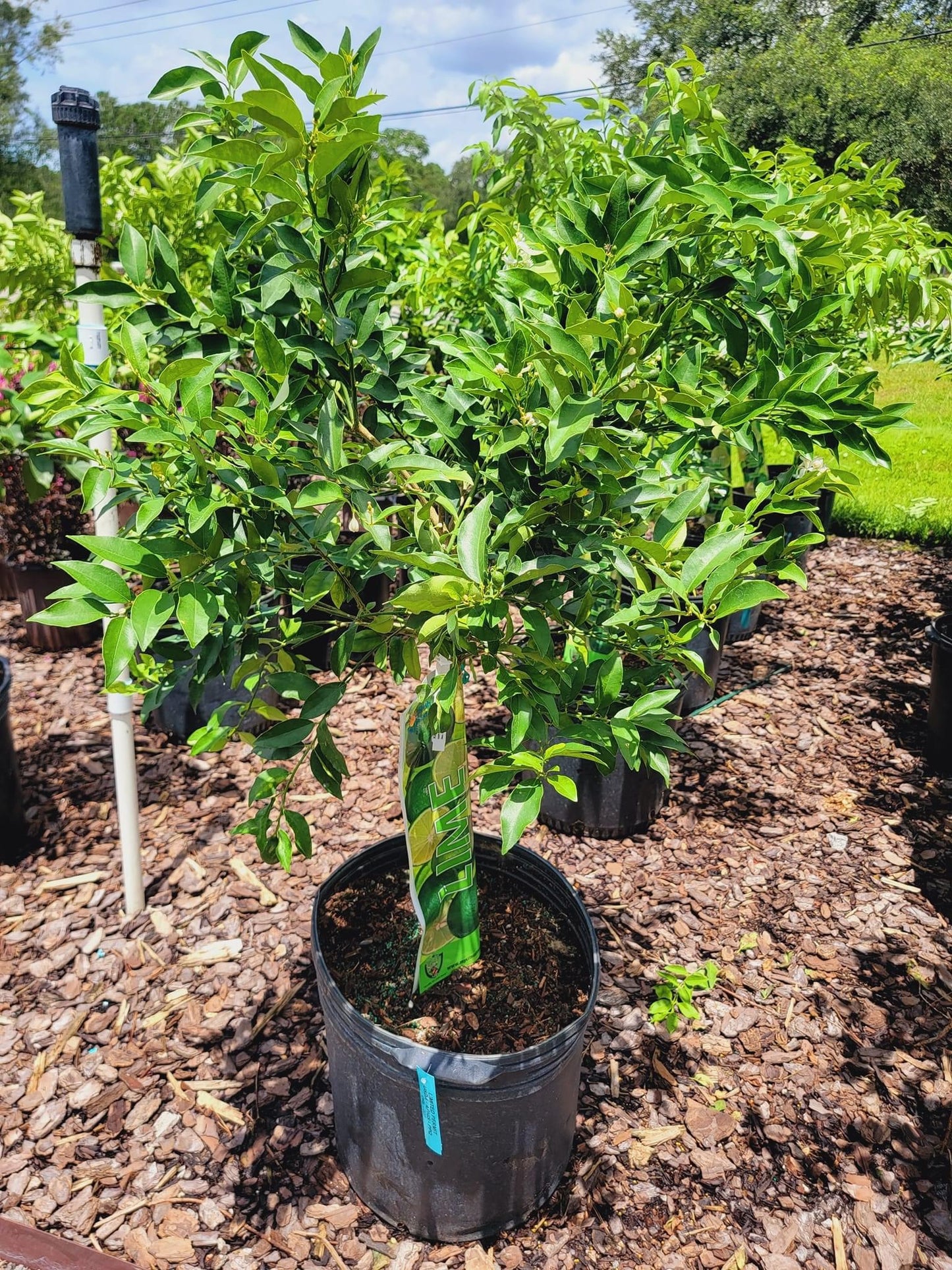 Key Lime Tree (thorny)