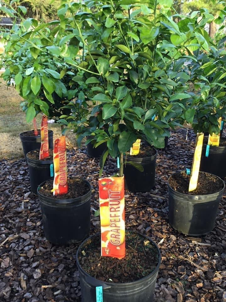 Grapefruit Tree ‘Ruby Red’