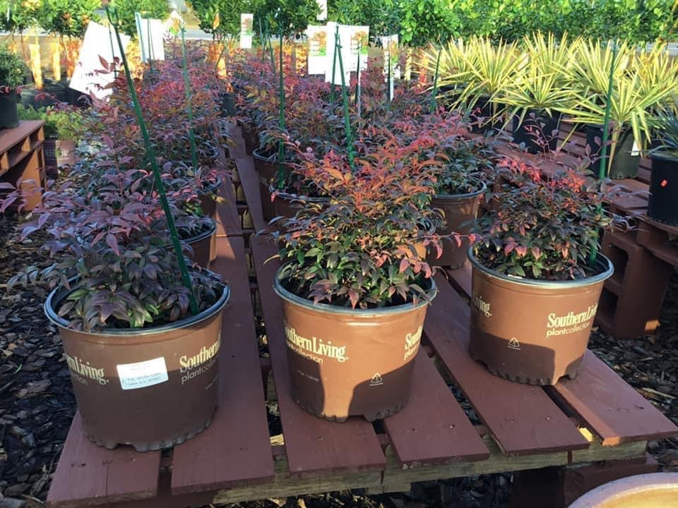 Nandina ‘Obsession’