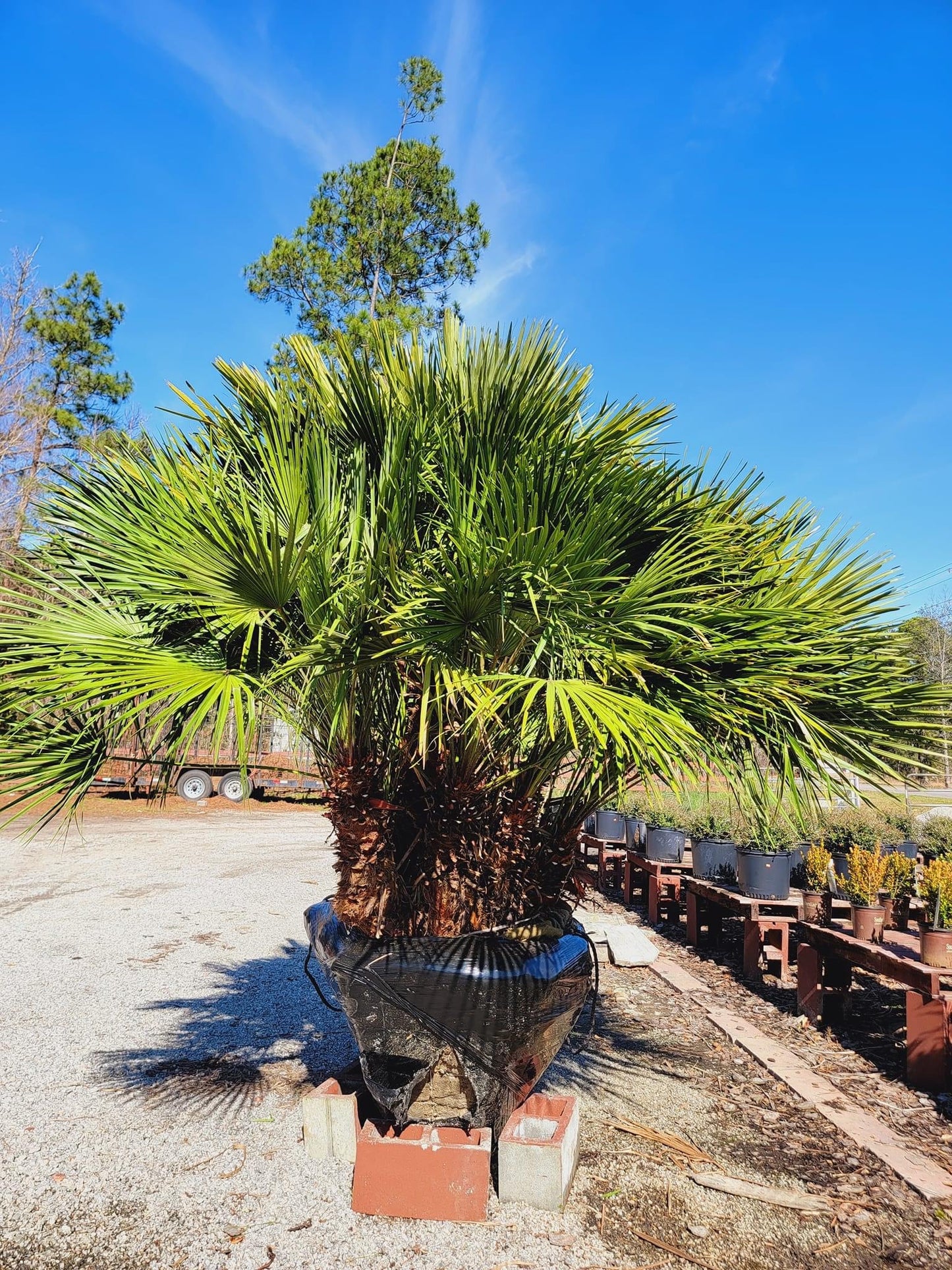 European Fan Palm