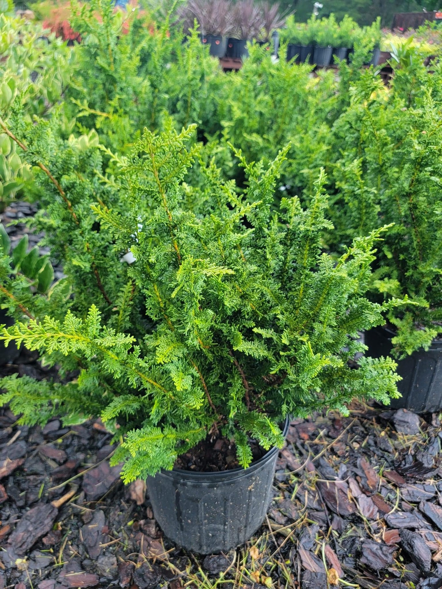 Chamaecyparis ‘Fernspray’