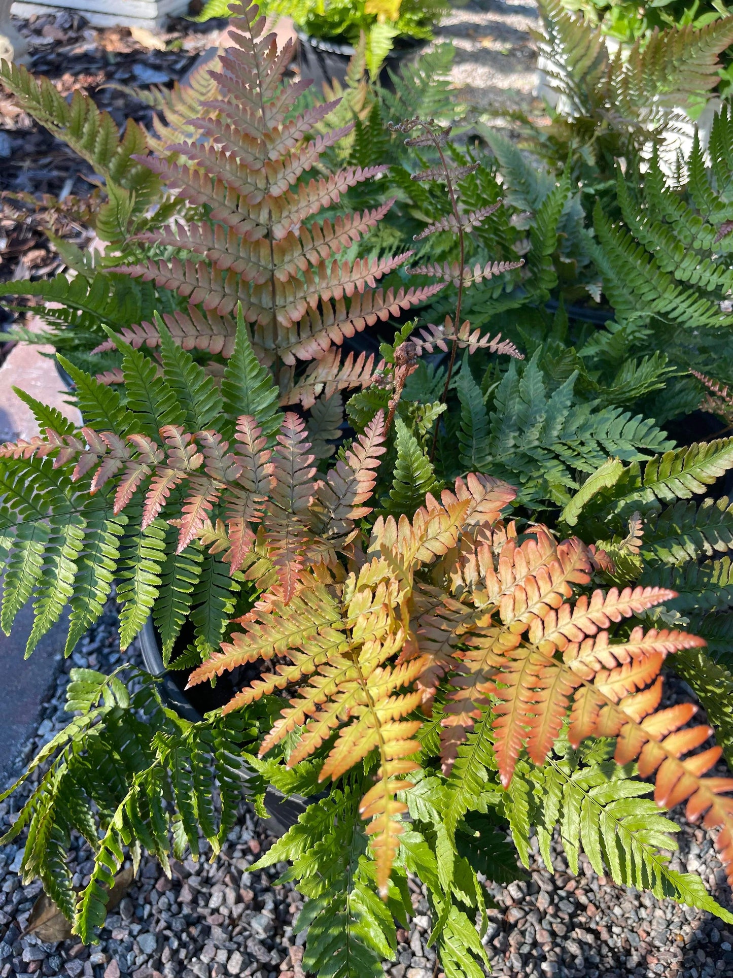 Autumn Fern