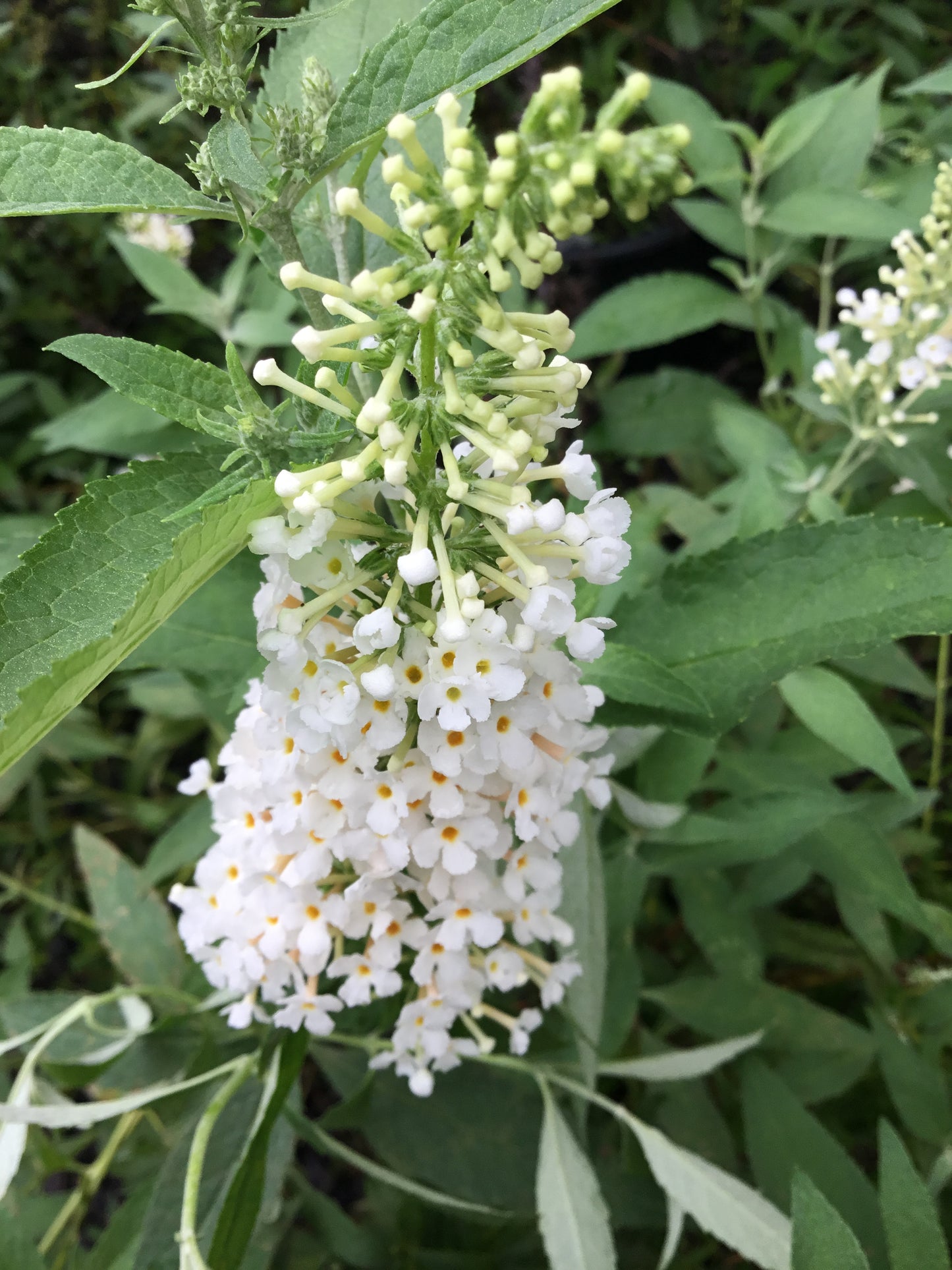 Ivory Butterfly Bush