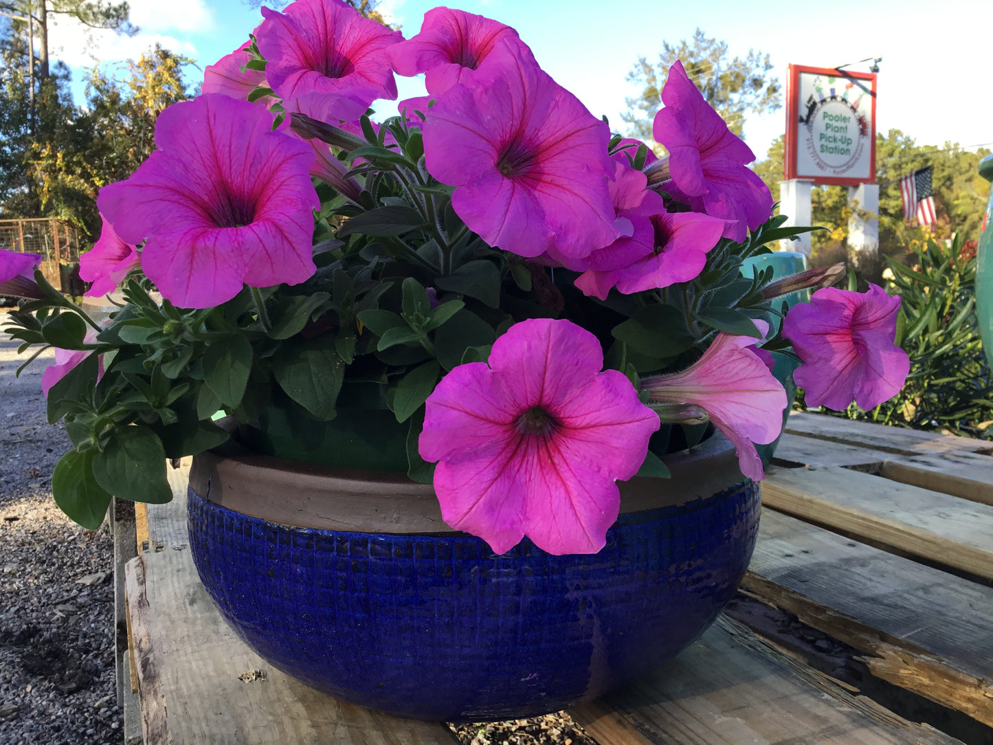 Petunias & Supertunia