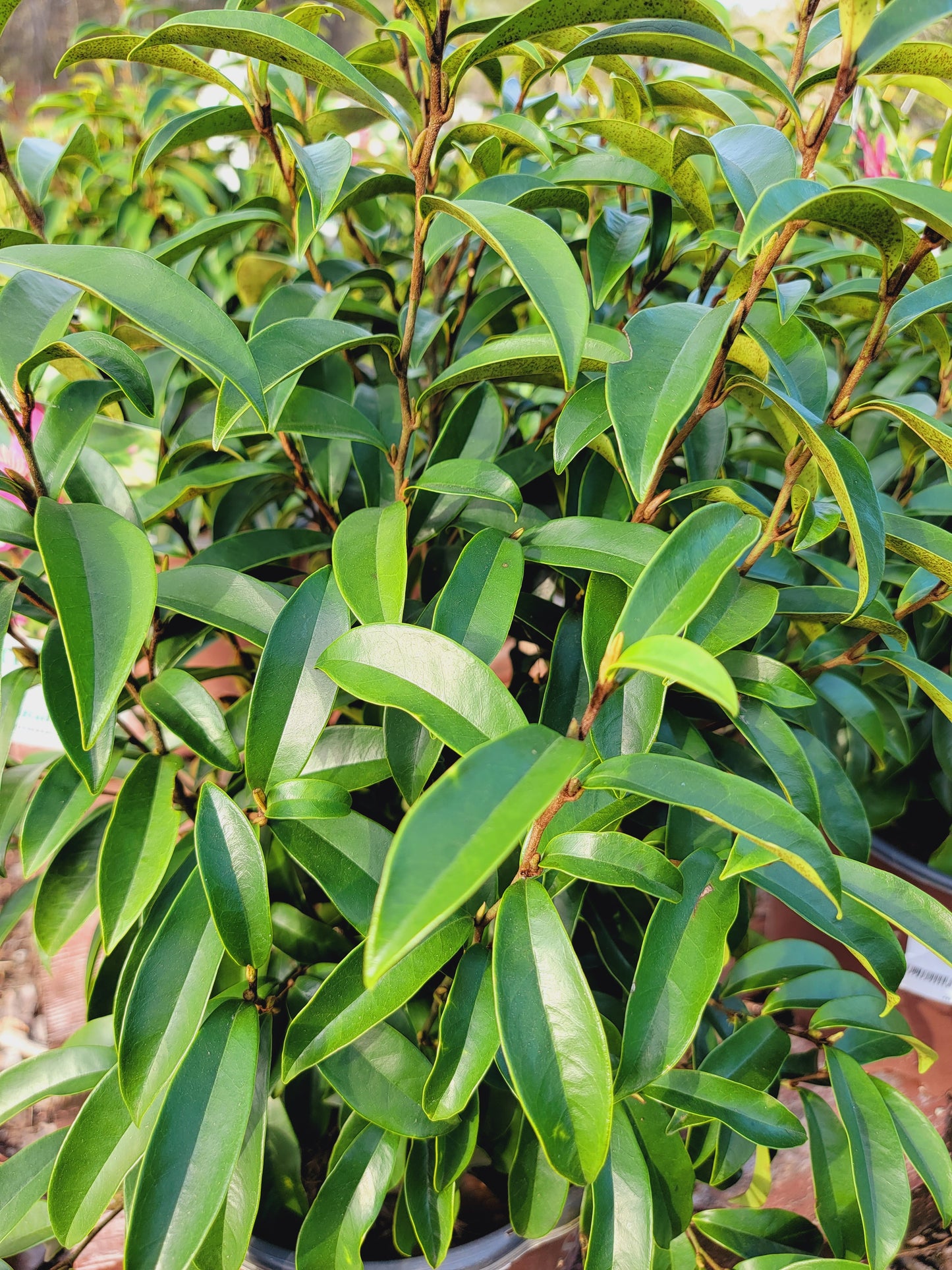 Banana Shrub