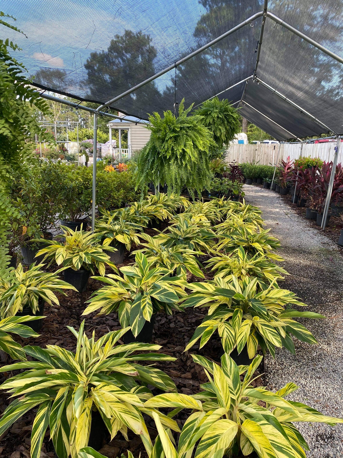 Variegated Ginger