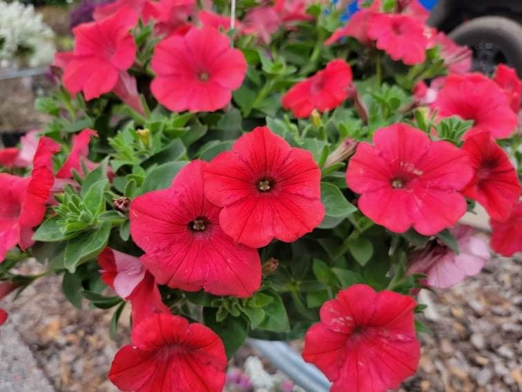 Petunias & Supertunia