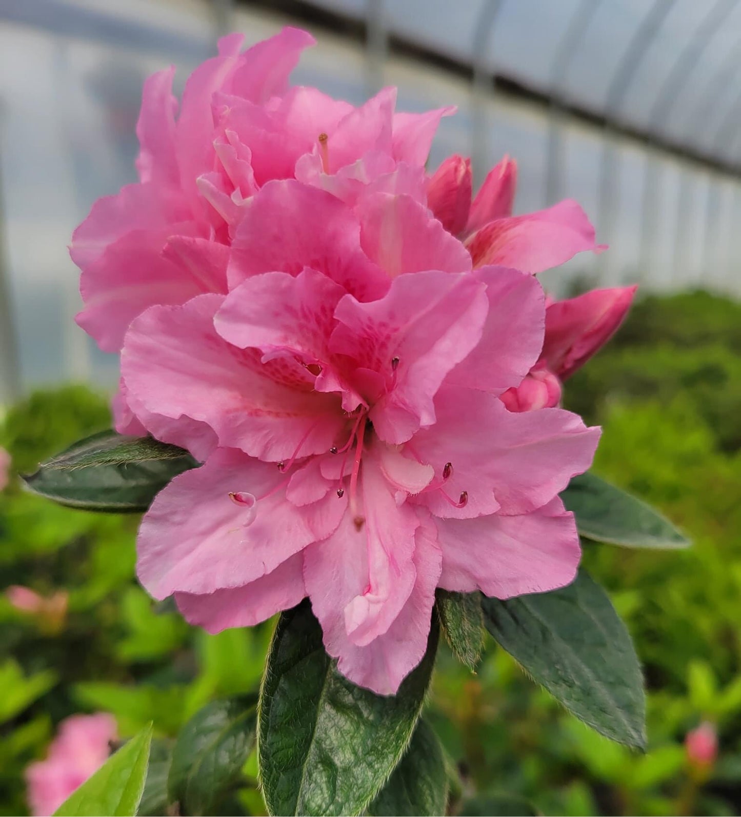 Azalea encore ‘Autumn Carnation’