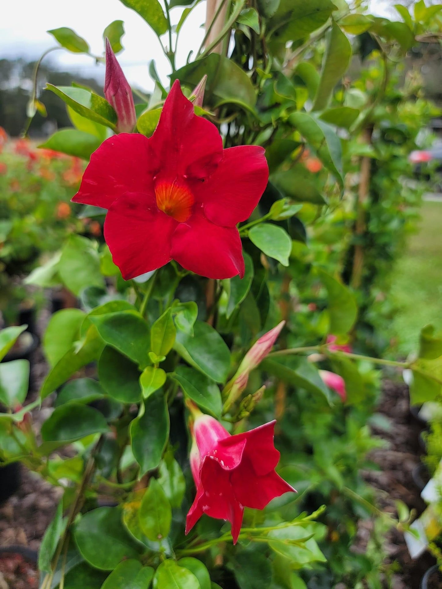 Mandevilla