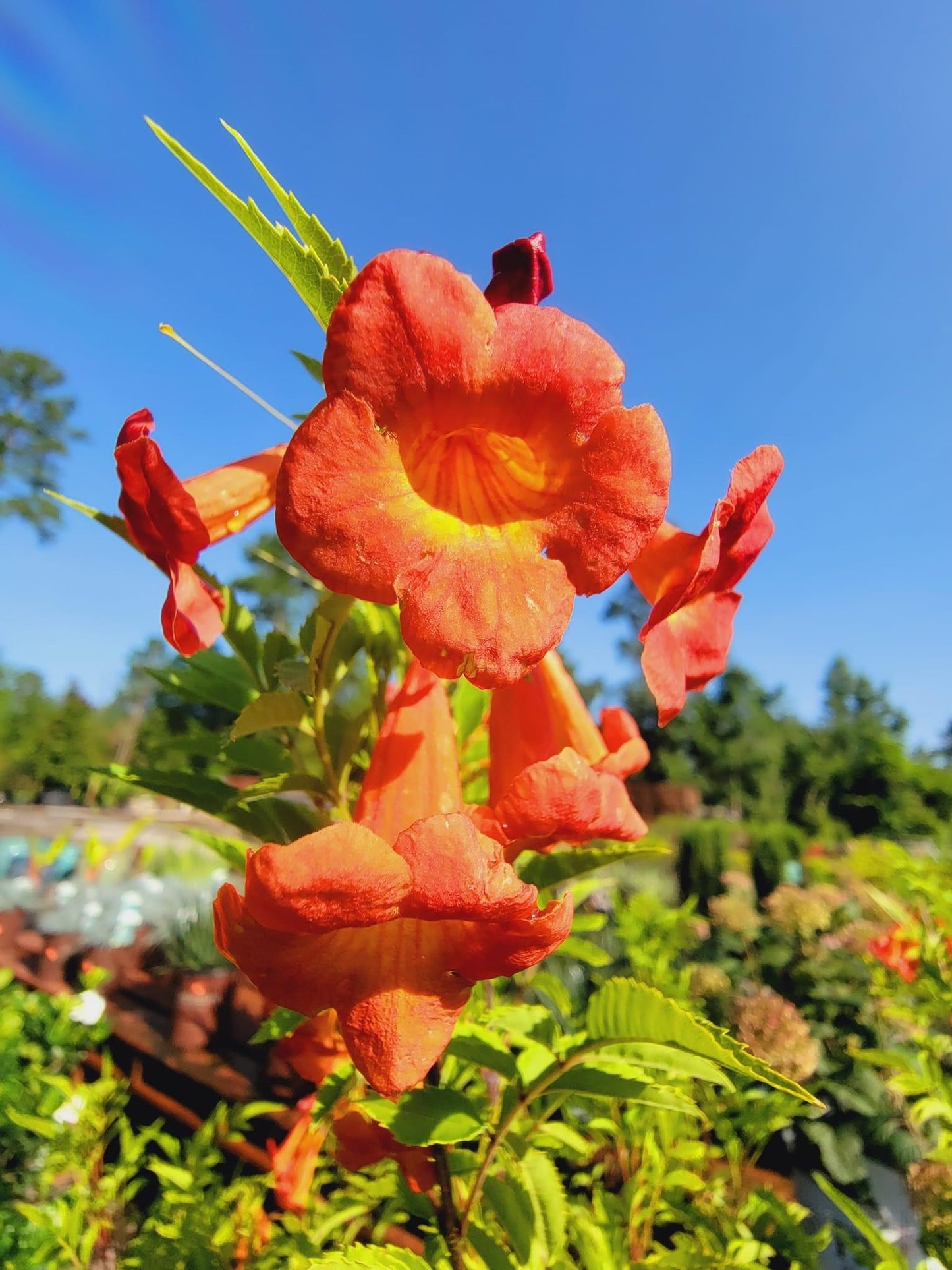 Tecoma ‘Bells Of Fire