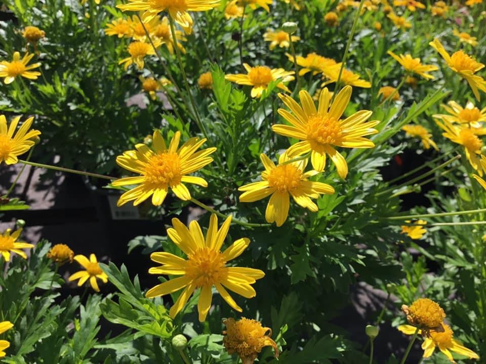 Euryops ‘Bush Daisy’