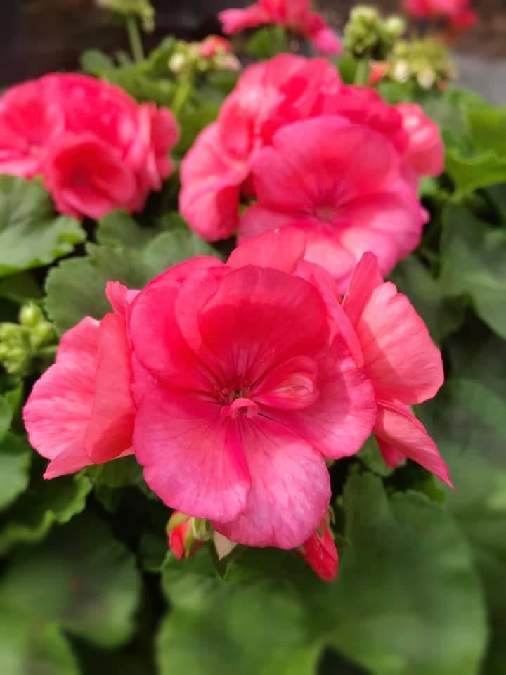 Geraniums