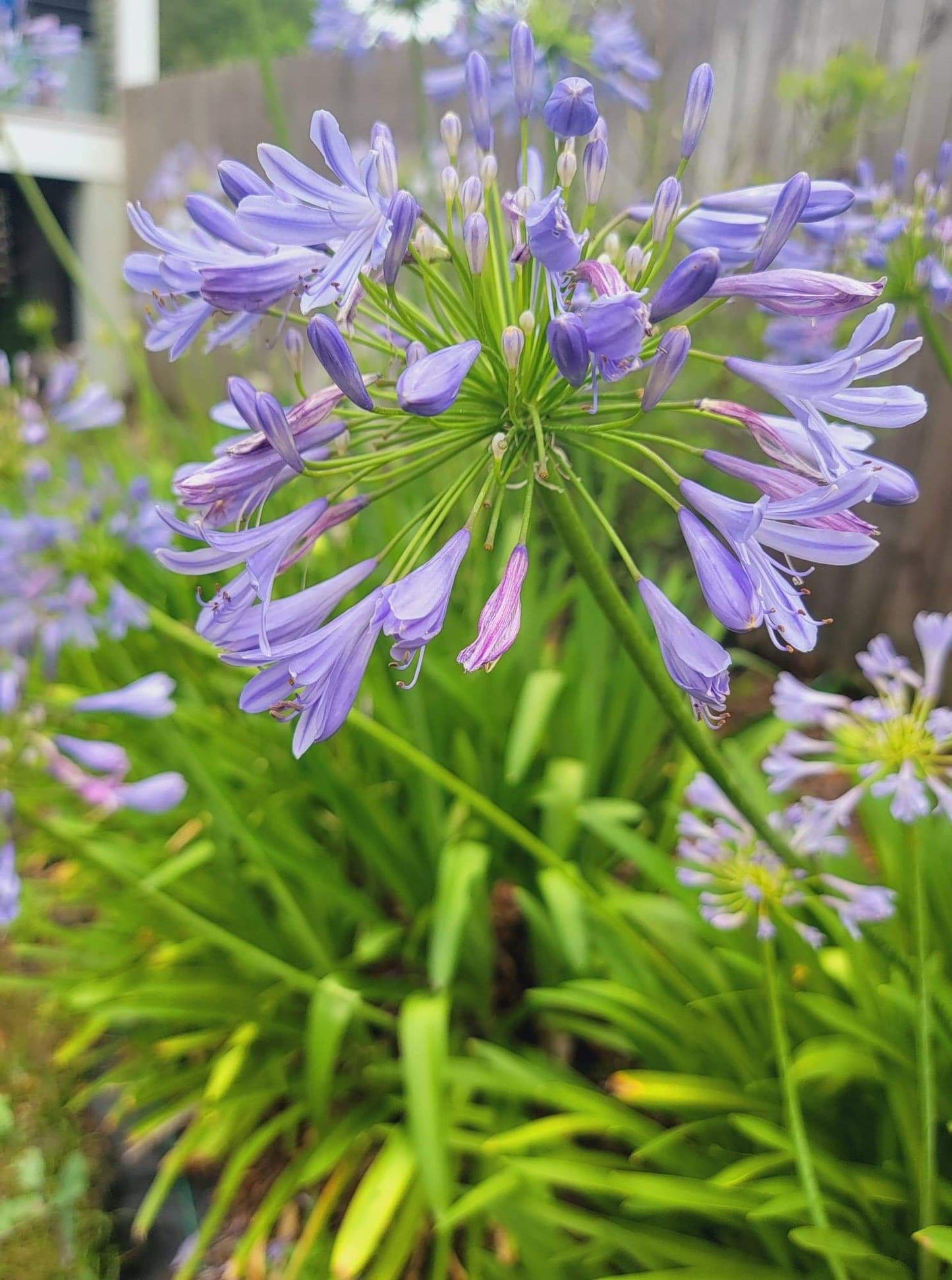 Blue Agapanthus