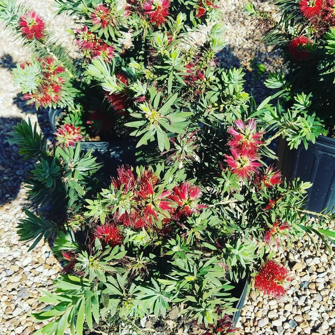 Dwarf Bottlebrush ‘Little John’