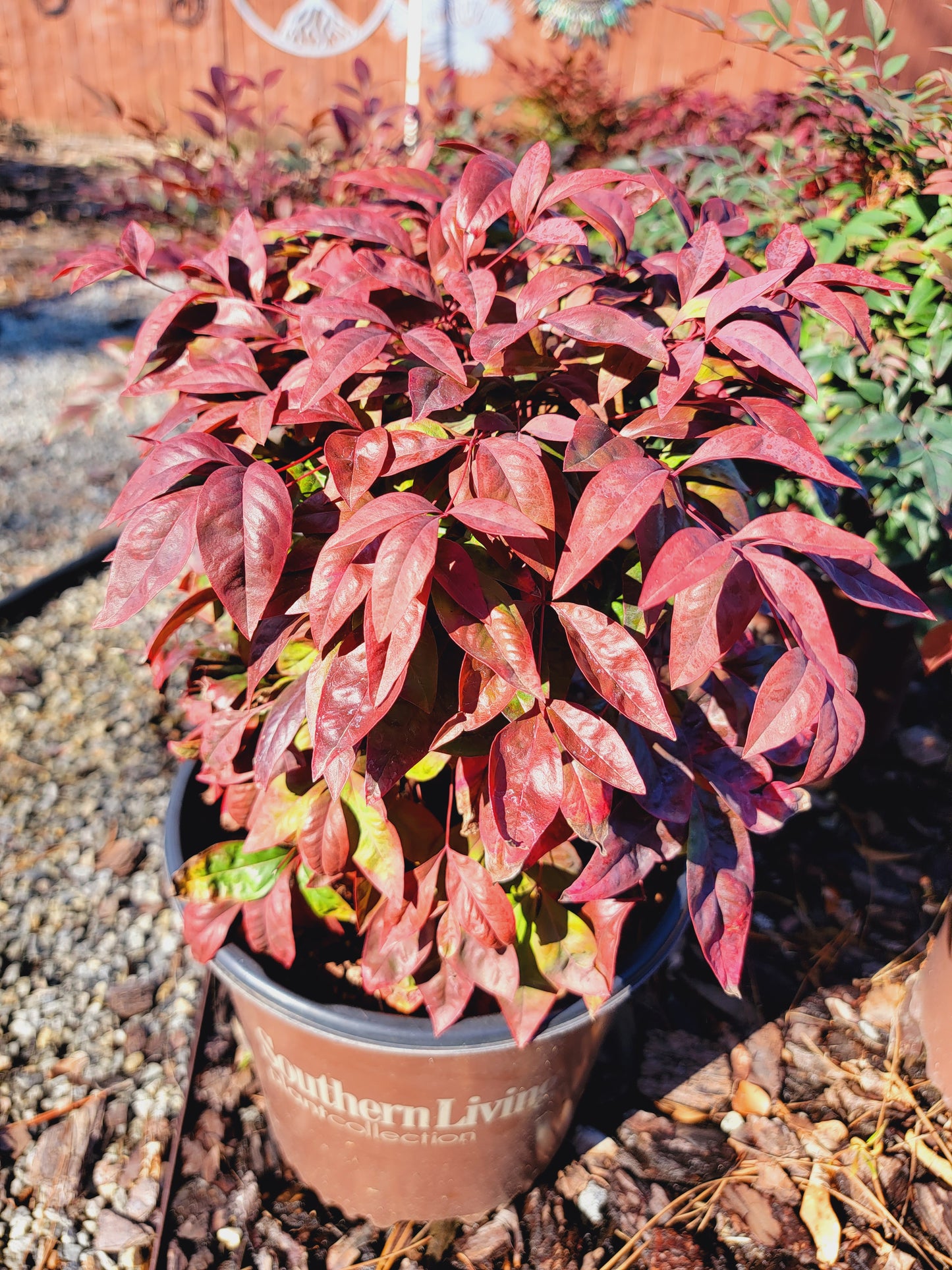 Nandina ‘Blush Pink’