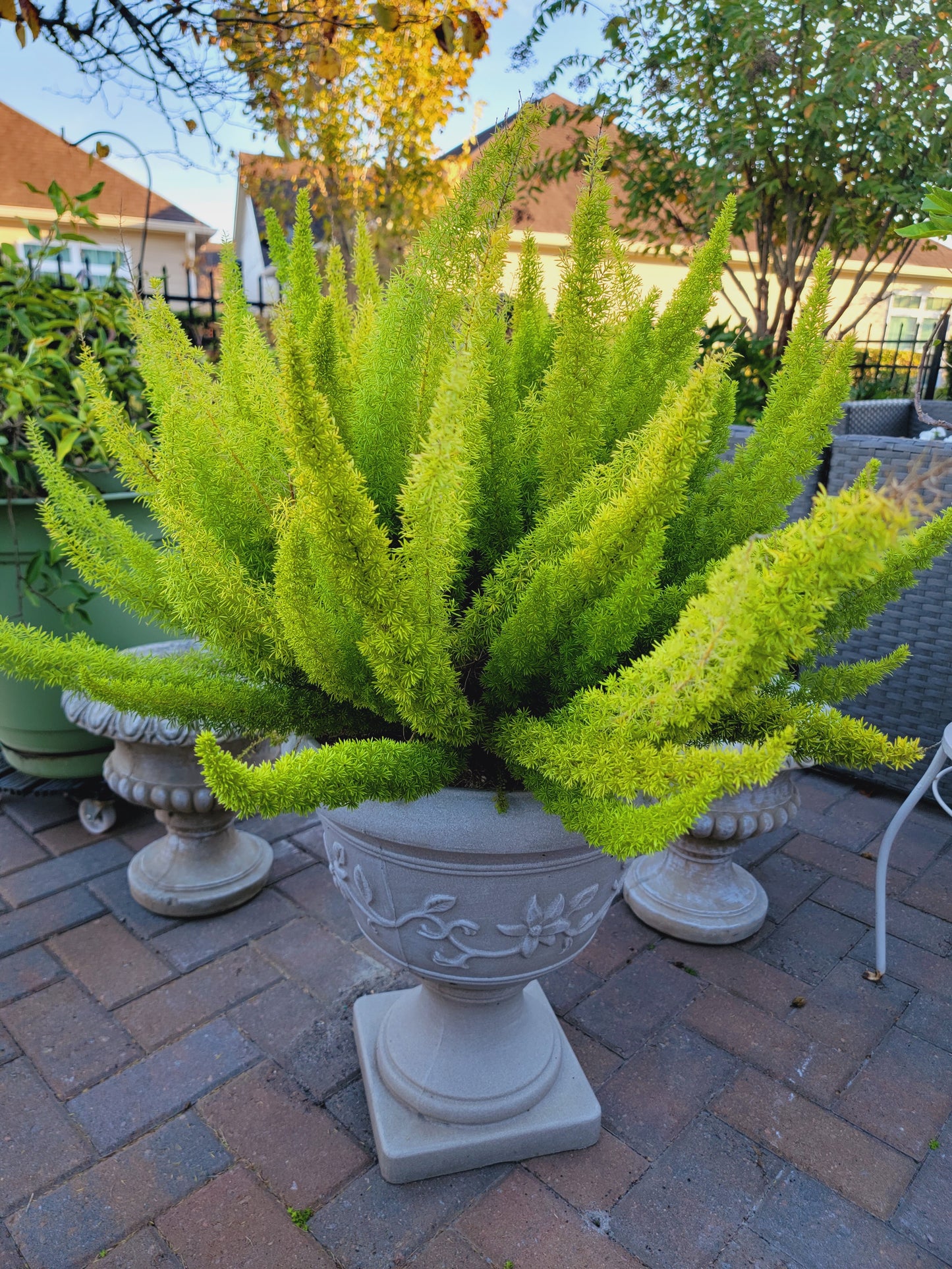 Foxtail fern