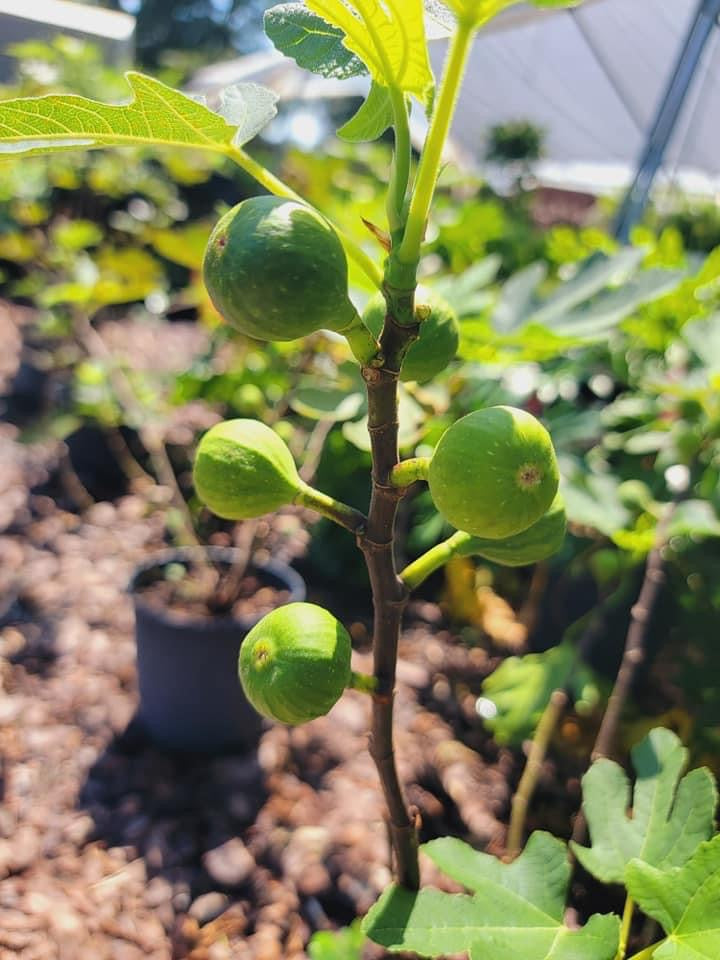 Fig Tree
