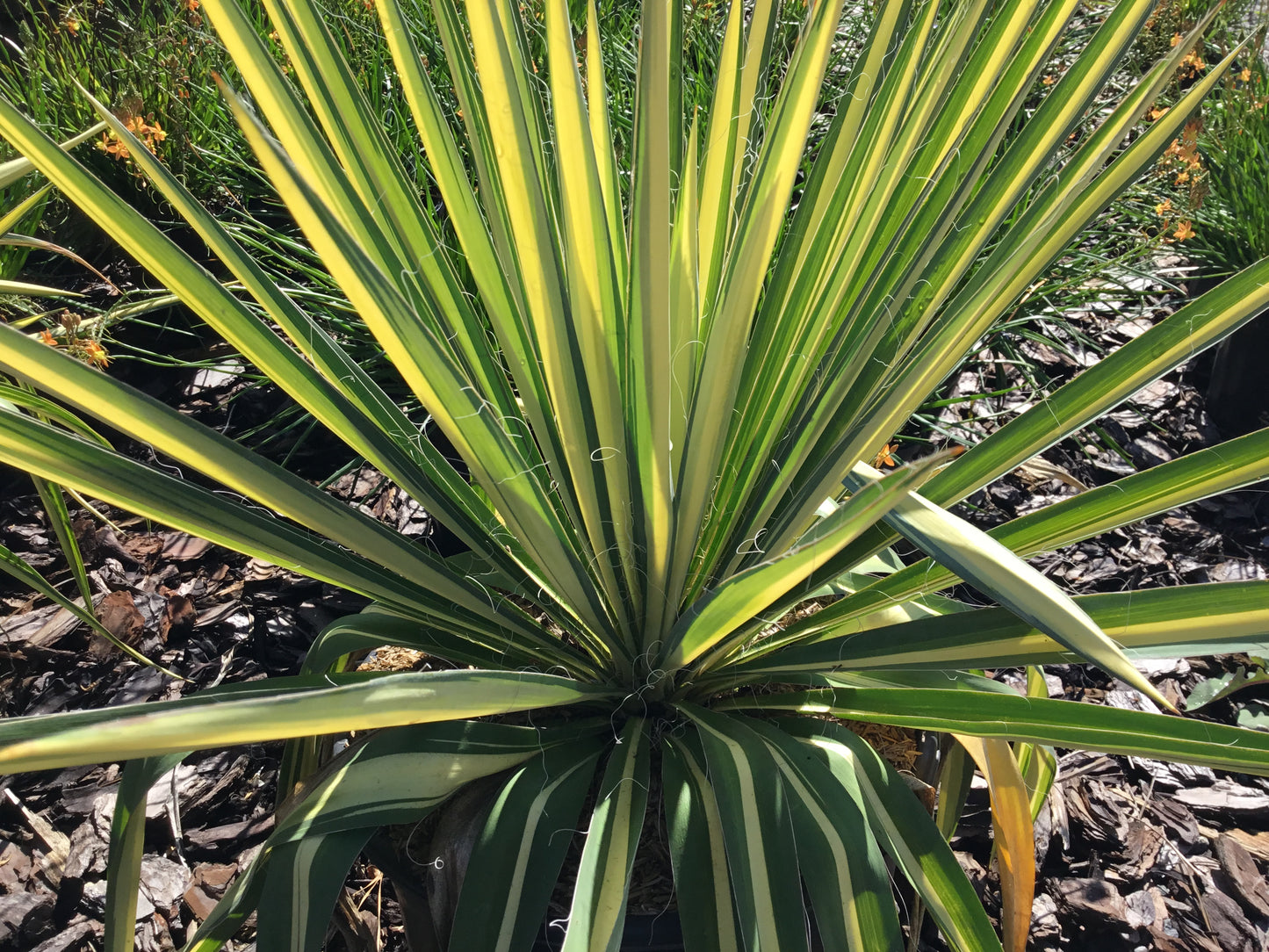 Yucca Filamentosa ‘Color Guard'