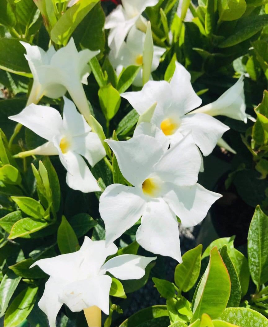 Mandevilla