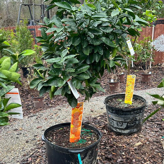 Orange, blood orange Tree