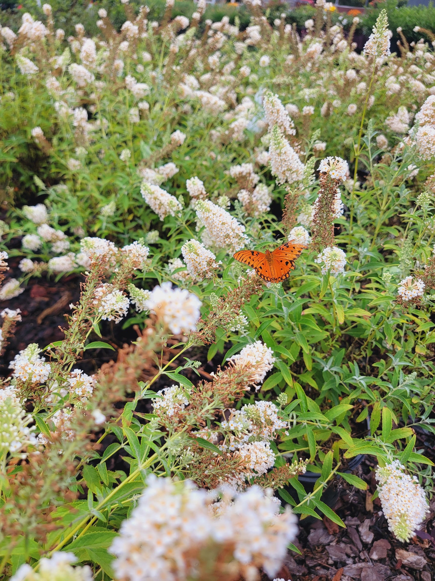 Ivory Butterfly Bush