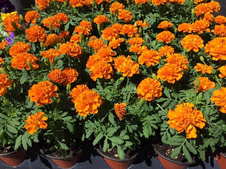 Marigolds