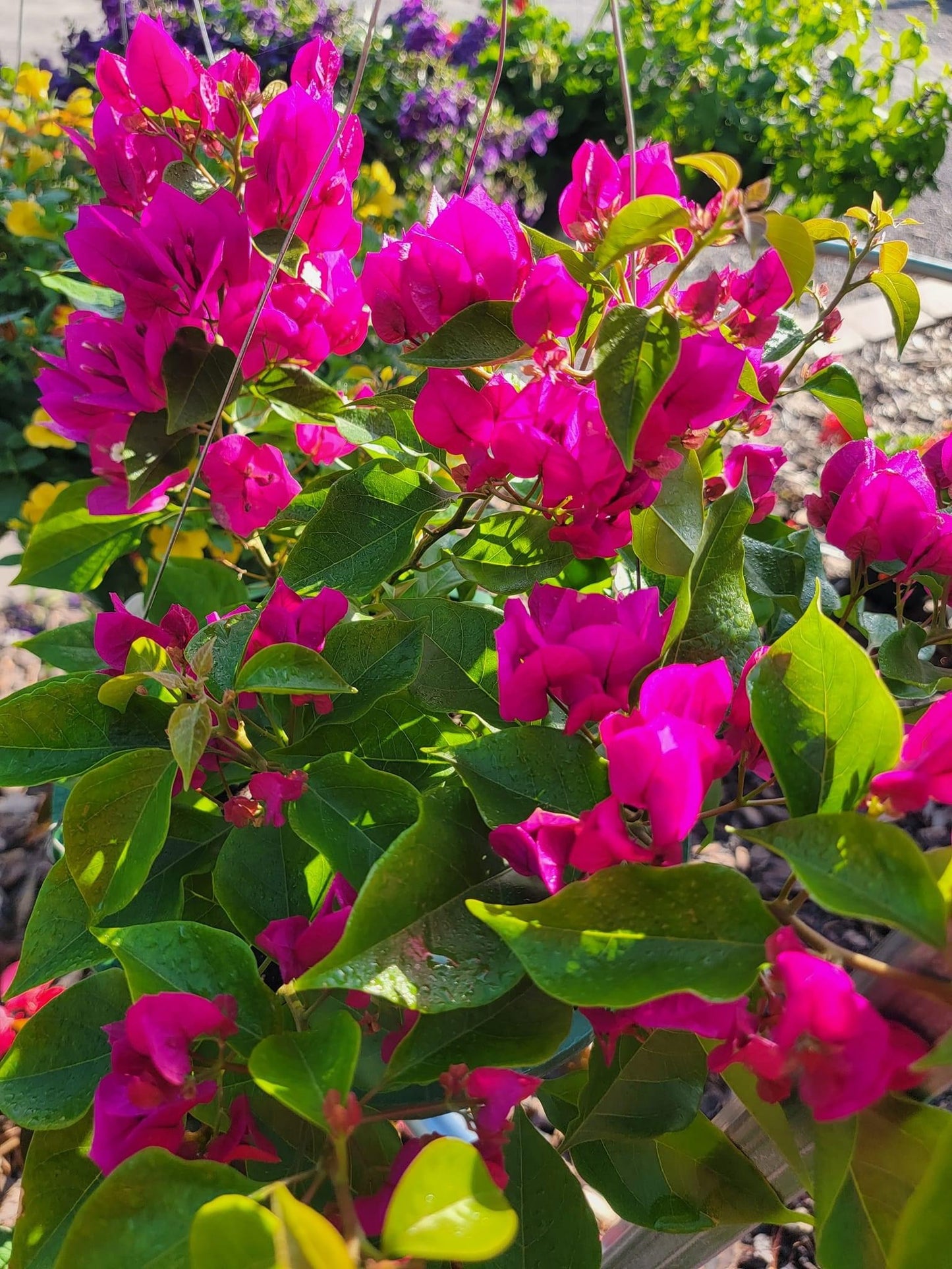 Bougainvillea