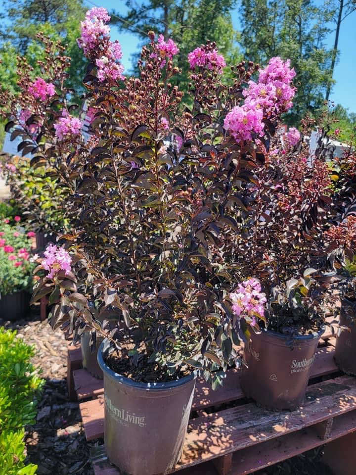 Crape Myrtle ‘Moonlight