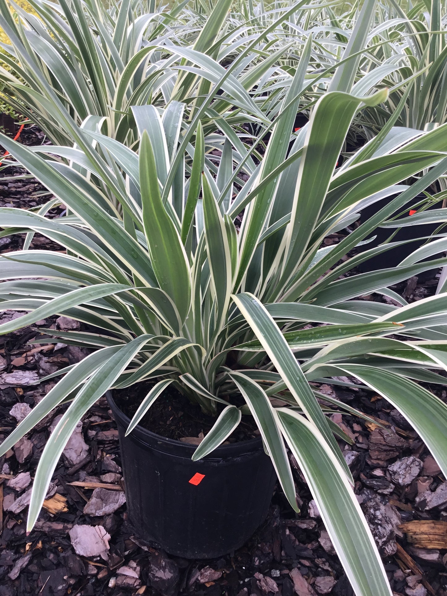 Dianella Flax Lily