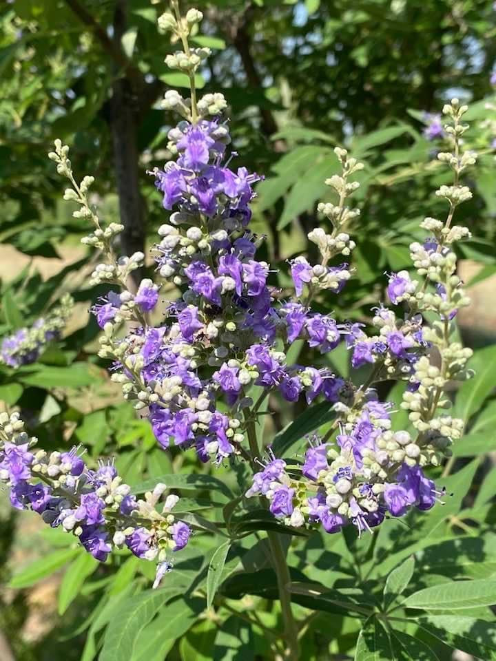 lavender chaste tree Chaste Tree ‘Vitex’