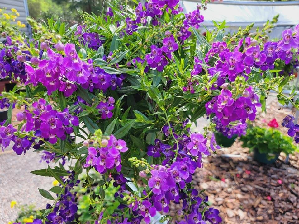 Angelonia