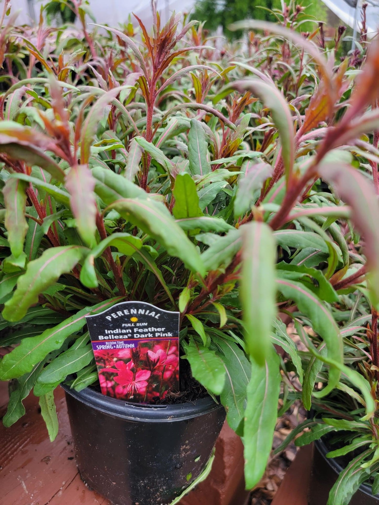 Gaura Lindheimeri