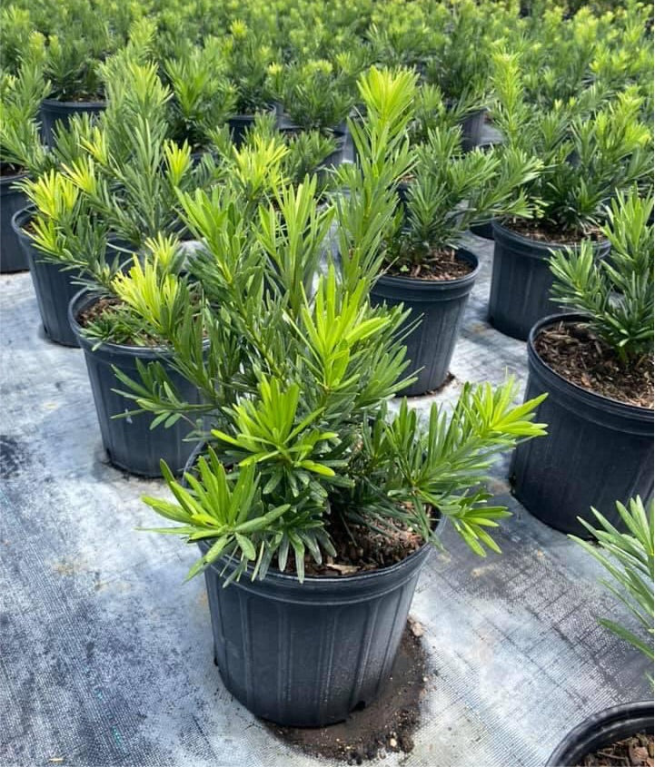 Podocarpus ‘Pringle’