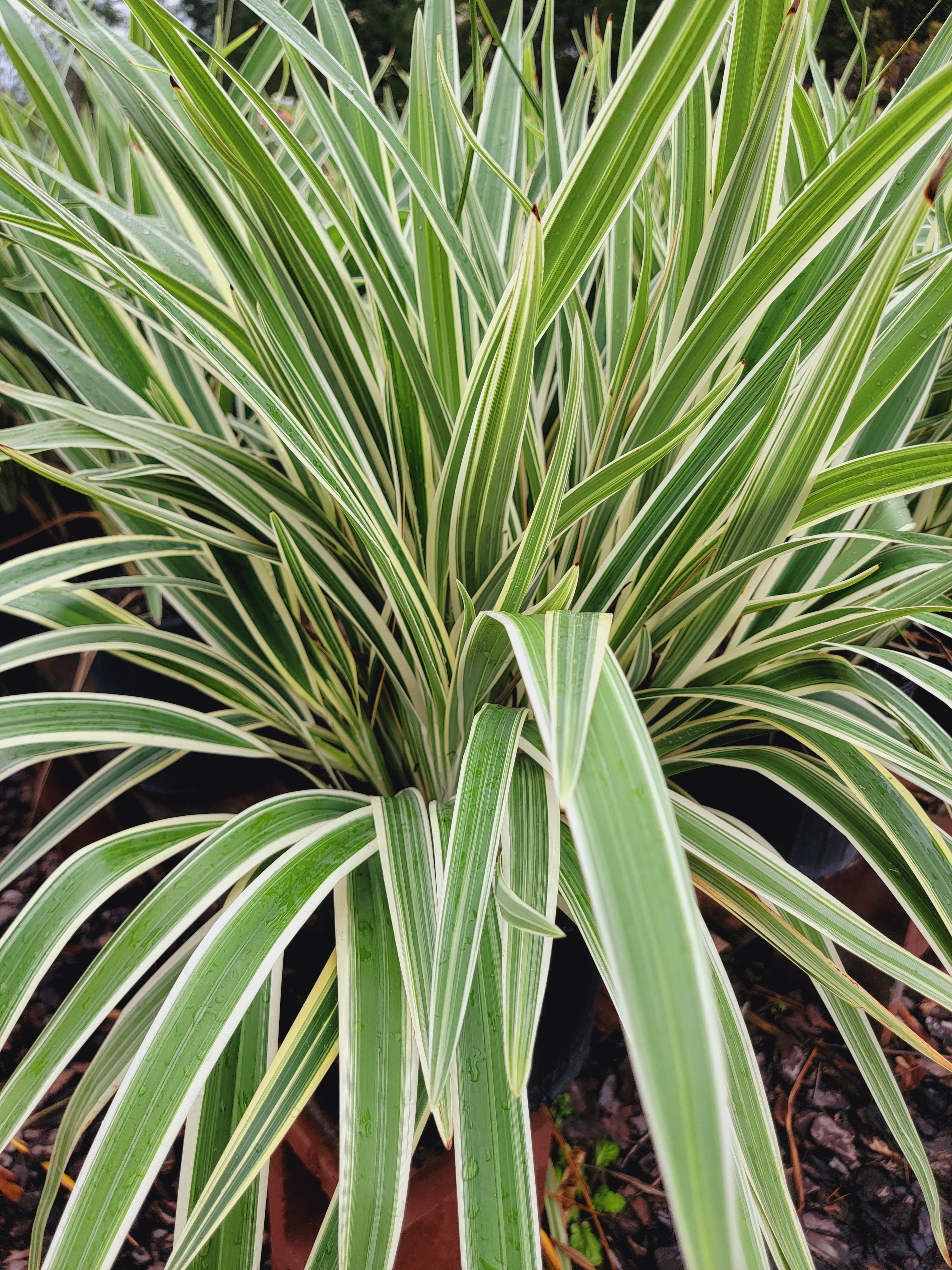 variegated flax lily flower Dianella Flax Lily – Pooler Plant Pick-Up Station
