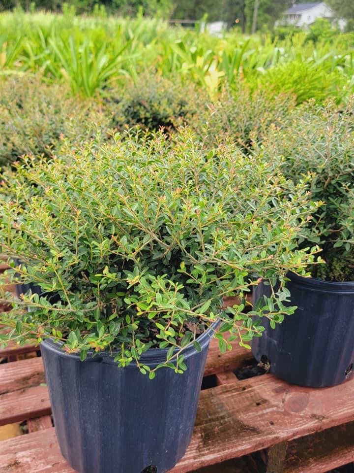Holly Bush ‘Dwarf Yaupon’