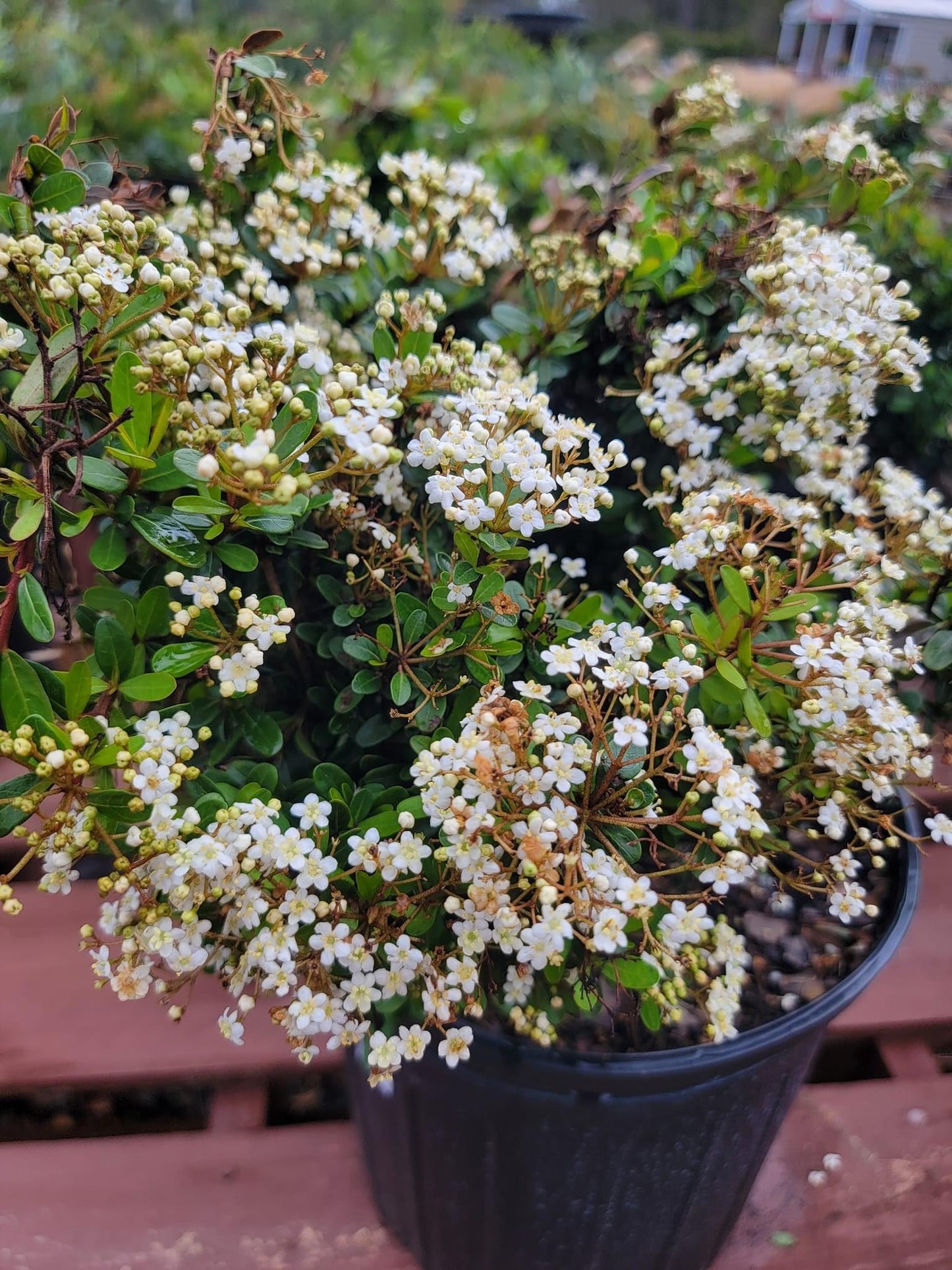 Viburnum ‘Mrs. Schiller's Delight’