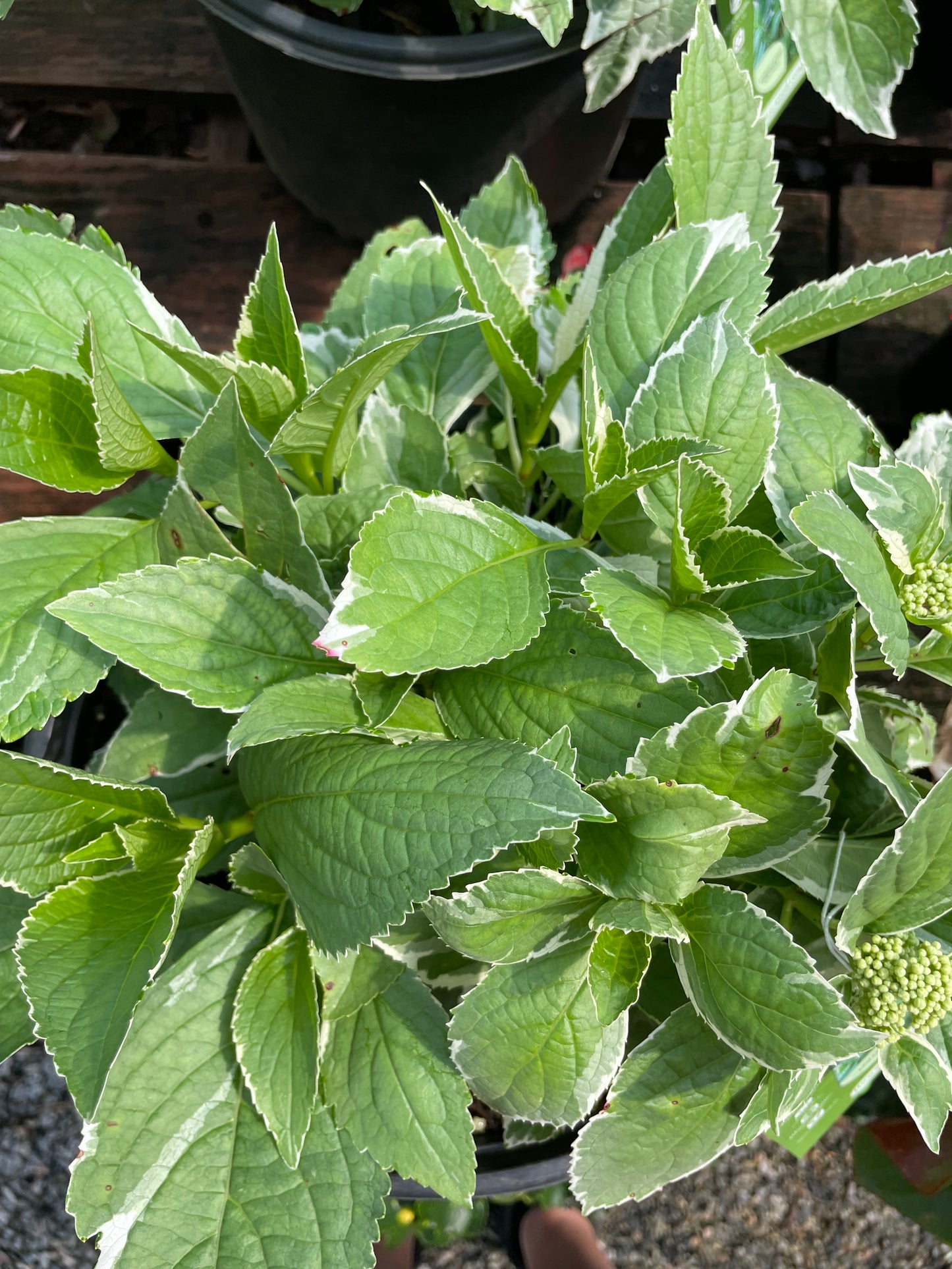 Hydrangea ‘Variegated’