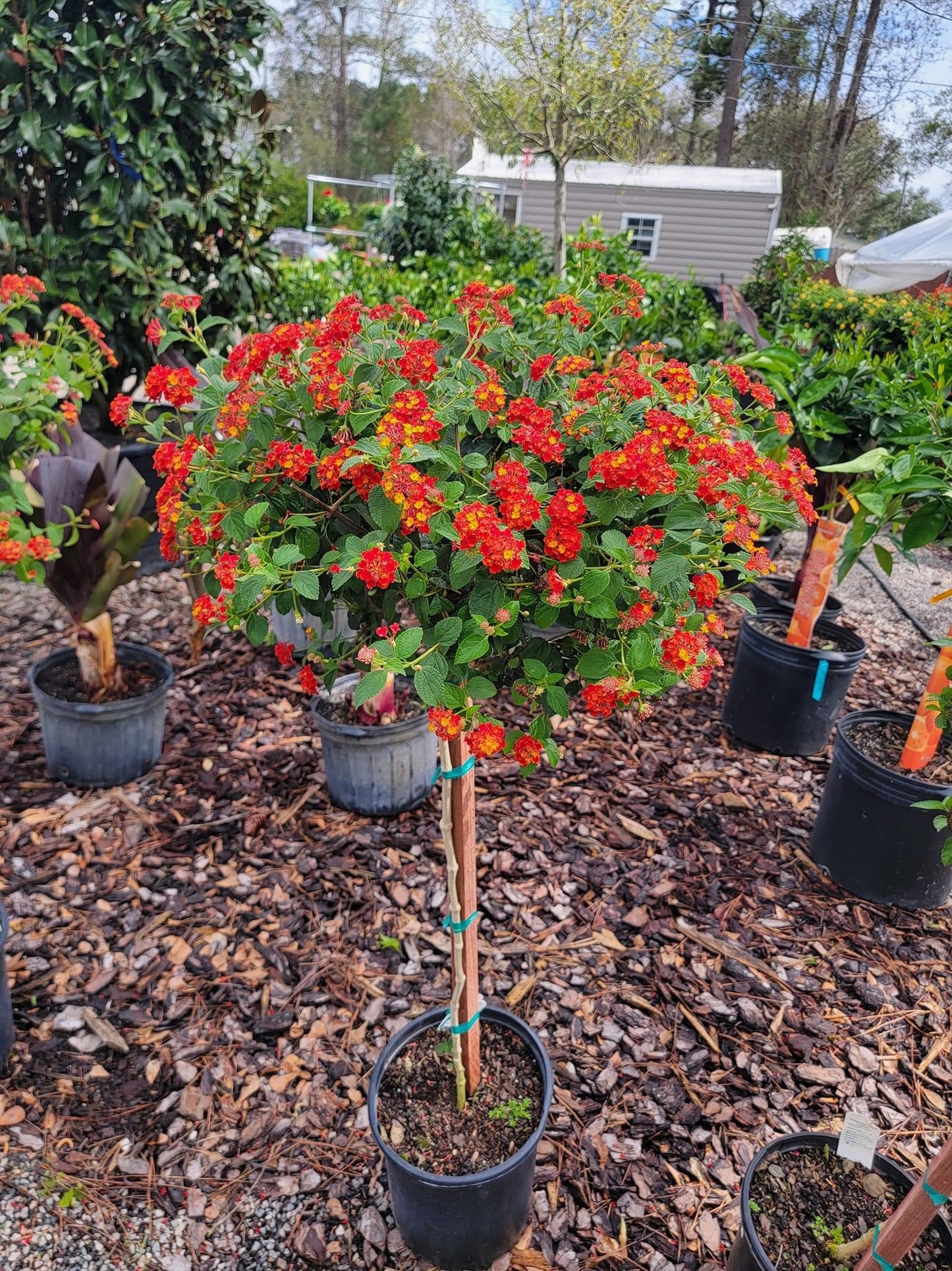 Lantana ‘Topiary Tree’