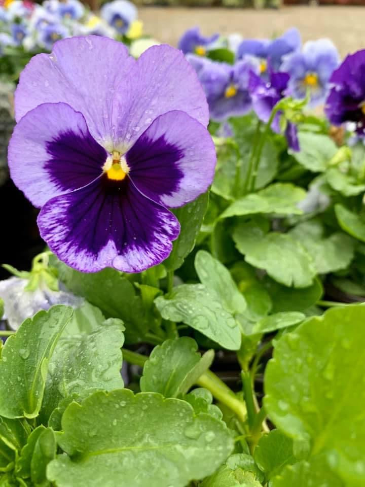 Pansies