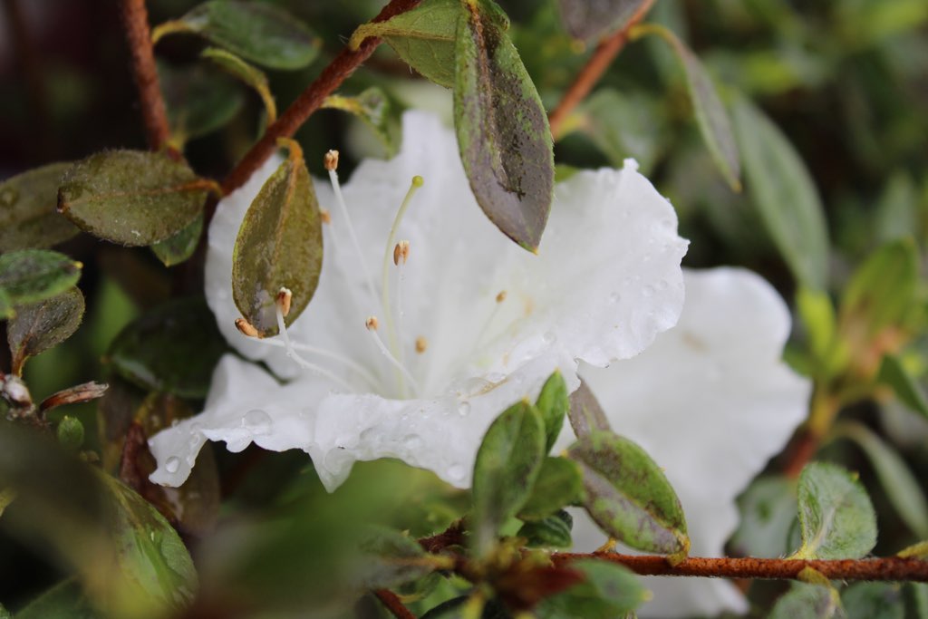 Azalea encore ‘Angel’