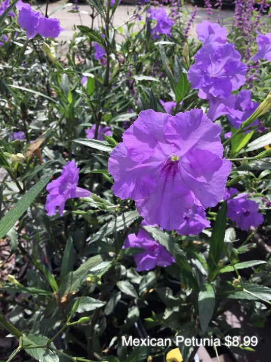 Ruellia Brittoniana ‘Mexican Petunia’