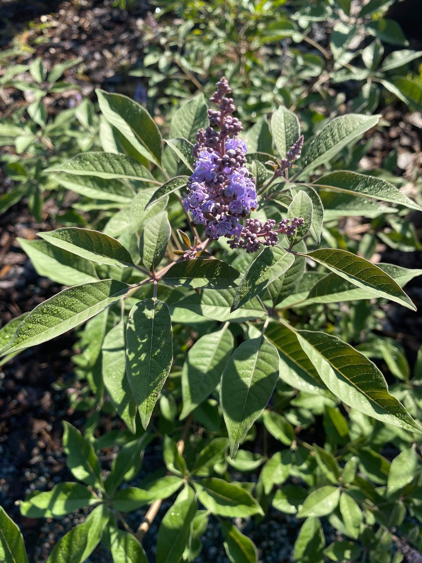 Chaste Tree ‘Vitex’