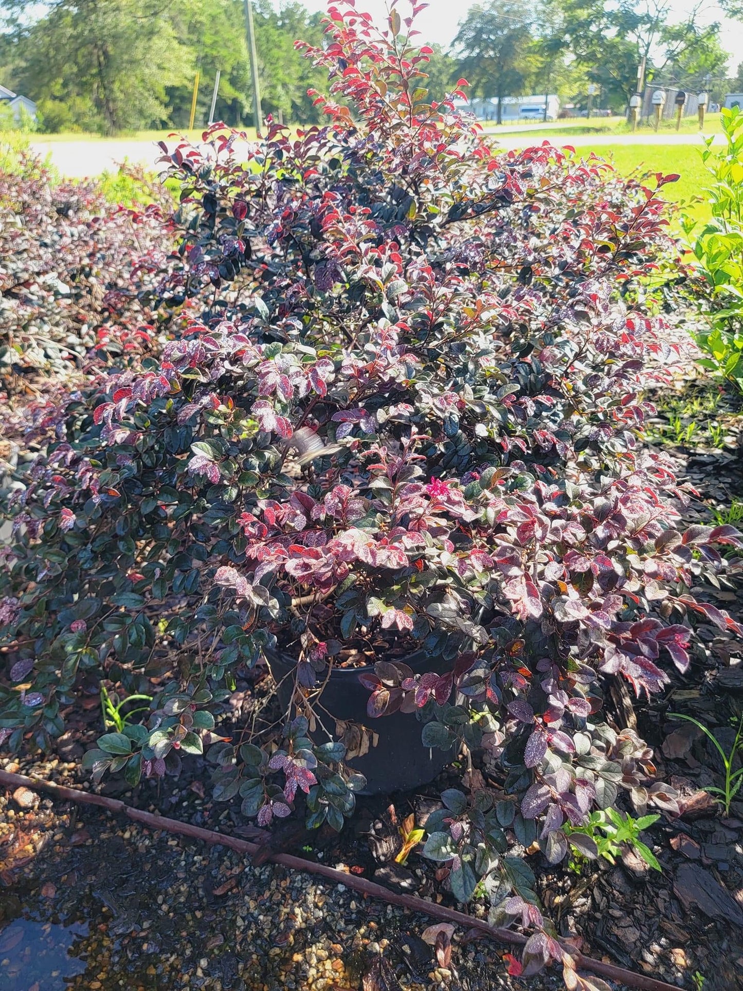 Loropetalum chinense ‘Ruby’