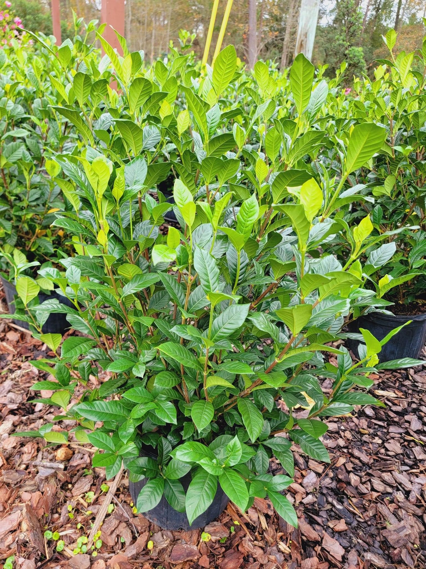 August Beauty Gardenia