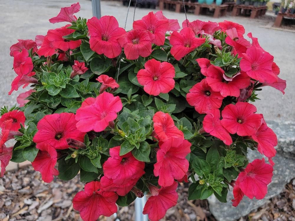 Petunias & Supertunia